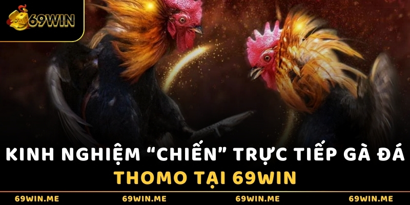 Kinh nghiệm “chiến” trực tiếp gà đá Thomo tại 69WIN