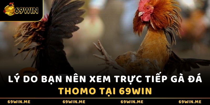 Lý do bạn nên xem trực tiếp gà đá Thomo tại 69WIN