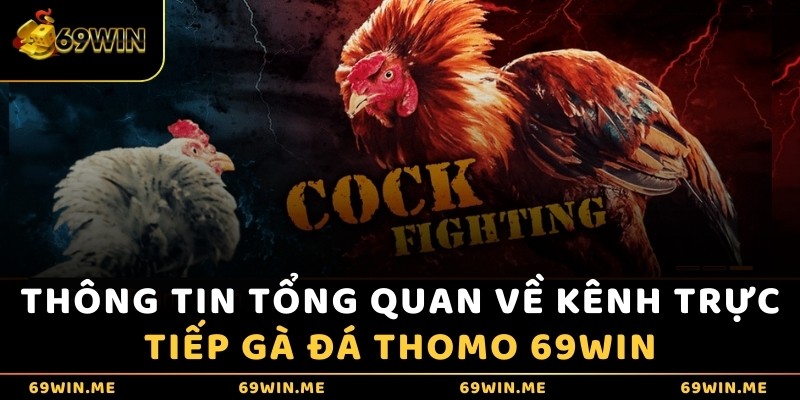 Thông tin tổng quan về kênh trực tiếp gà đá Thomo 69WIN