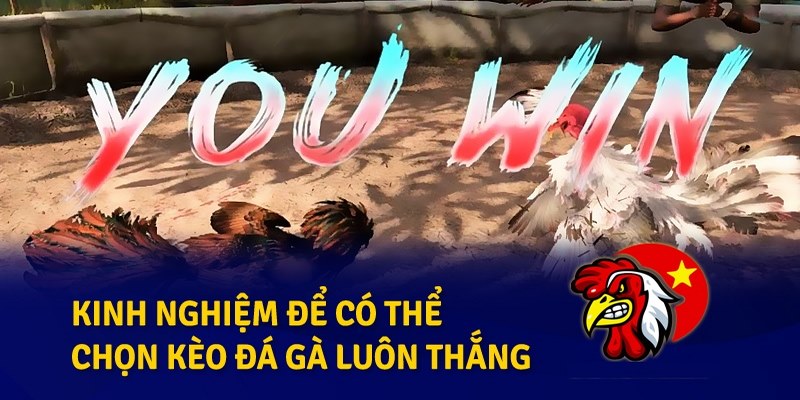 Kinh nghiệm chơi đá gà Philippines cựa dao từ cao thủ hàng đầu