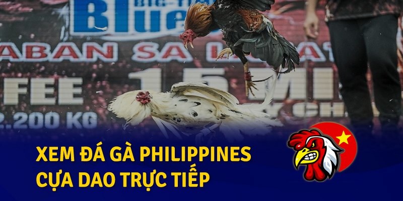 Tìm hiểu đá gà Philippines cựa dao trực tiếp