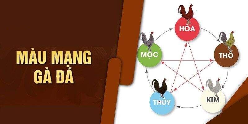 Sơ lược về màu mạng gà theo ngũ hành