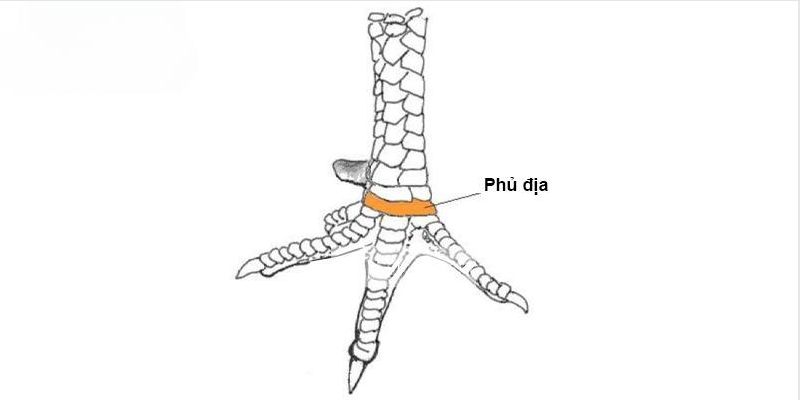 Một vài nét sơ lược nhất về vảy phủ địa