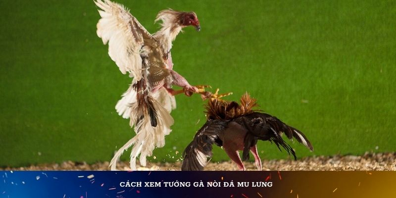 Đoán gà chọi thông qua tướng gà