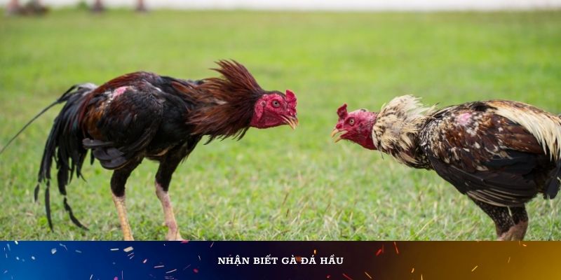 Nhận biết gà đá hầu