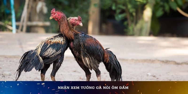 Nhận xem tướng gà nòi ôm đấm