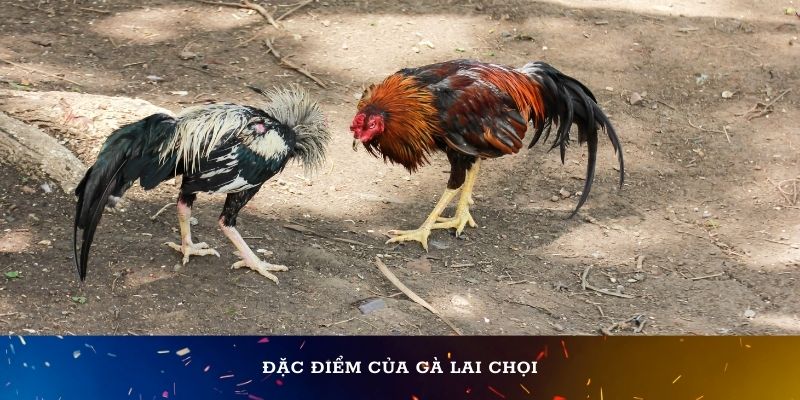 Đặc điểm của gà lai chọi