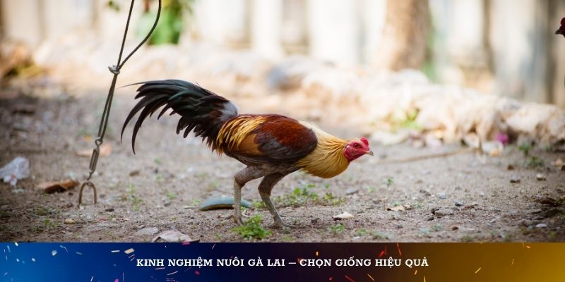 Kinh nghiệm nuôi gà lai – chọn giống hiệu quả