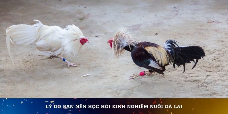 Lý do bạn nên học hỏi kinh nghiệm nuôi gà lai