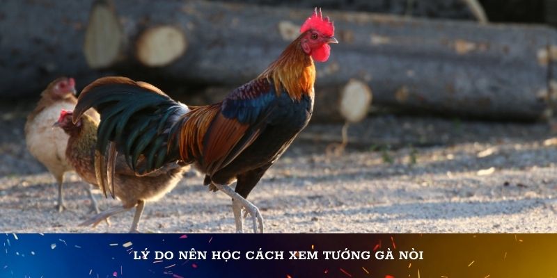 Cách xem tướng gà nòi đá vỉa