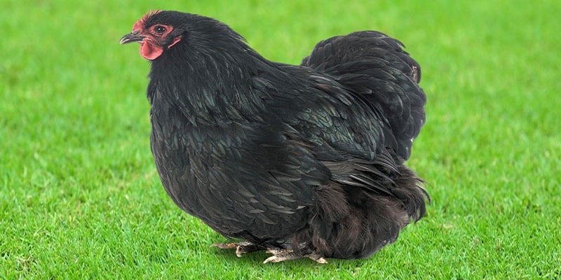 Rhode Island Red có tuổi đời lâu nhất 8 năm