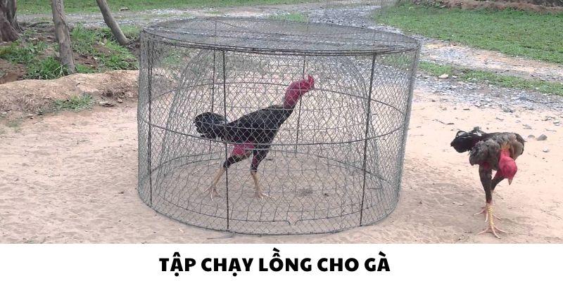 Phương pháp chạy lồng tăng cường sức bền cho chiến kê